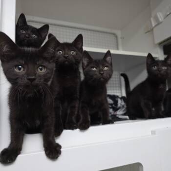 Ogun, Ori, Oko, Oba, Oya, & Olumo -  Domestic Short Hair Cat for Adoption in Berwyn Heights, Maryland - Ogun, Ori, Oko, Oba, Oya, & Olumo | PetCurious