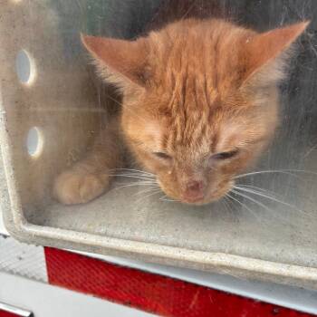 Bruce -  Domestic Short Hair Cat for Adoption in Philadelphia, Pennsylvania - Bruce | PetCurious