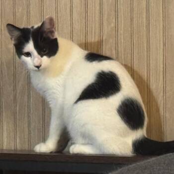 Toodles -  Domestic Short Hair Cat for Adoption in San Antonio, Texas - Toodles | PetCurious