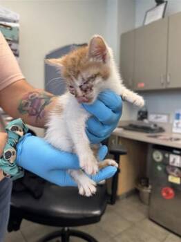 Domestic Short Hair Cats Available for Adoption in San Antonio, Texas - A807077 | PetCurious