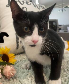 Rescue Domestic Short Hair Cats for Adoption in Huntington Beach, California - Chas | PetCurious