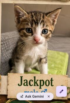 Domestic Short Hair Cats Available for Adoption in Mansfield, Texas - Jackpot | PetCurious