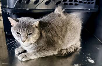 Max -  Domestic Short Hair Cat for Adoption in Petersburg, Virginia - Max | PetCurious