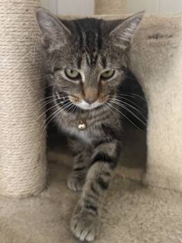 Rescue Domestic Short Hair Cats for Adoption in Osgood, Indiana - Ocean | PetCurious