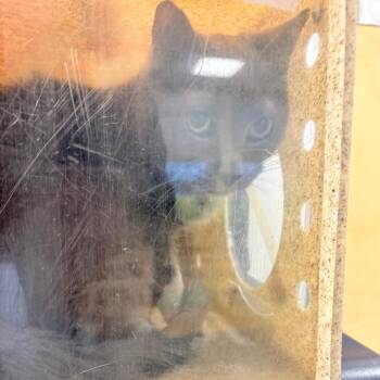 Domestic Short Hair Cats Available for Adoption - Stirling | PetCurious