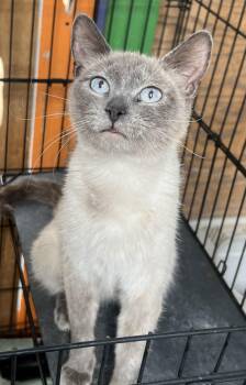 Flute -  Siamese Cat for Adoption in Flagstaff, Arizona - Flute | PetCurious