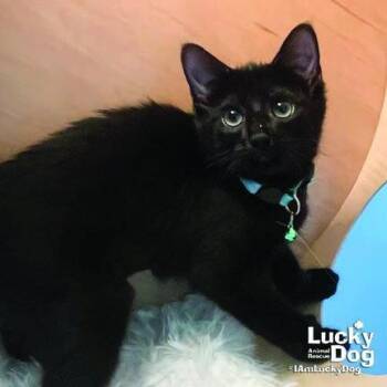 Little Ladybug -  Domestic Short Hair Cat for Adoption in Washington, District Of Columbia - Little Ladybug | PetCurious