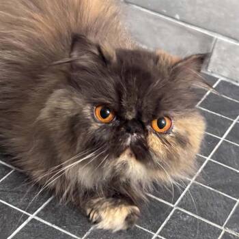 Shiraz -  Persian Cat for Adoption in Fort Lauderdale, Florida - Shiraz | PetCurious