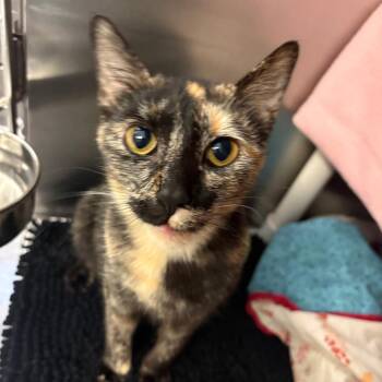 Odette -  Domestic Short Hair Cat for Adoption in Charlottesville, Virginia - Odette | PetCurious