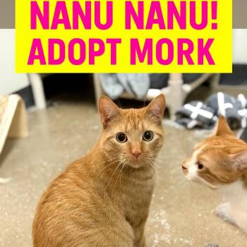 Rescue American Shorthair Cats for Adoption in Austin, Texas - Mork | PetCurious