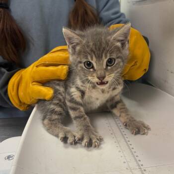 Unkind -  Domestic Medium Hair Cat for Adoption in Charleston, West Virginia - Unkind | PetCurious