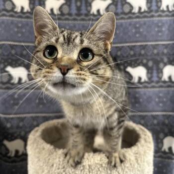Eclipse -  Domestic Short Hair Cat Available for Adoption in Puslinch, Ontario - Eclipse | PetCurious