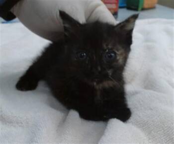 CIDER -  Domestic Short Hair Cat for Adoption in Salinas, California - CIDER | PetCurious