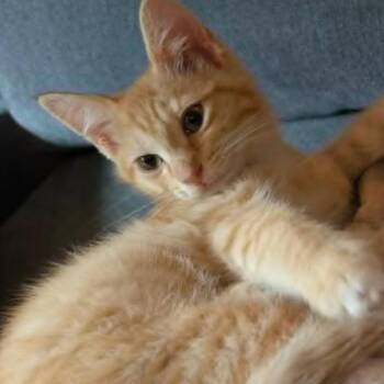 Achilles -  Domestic Short Hair Cat for Adoption - Achilles | PetCurious