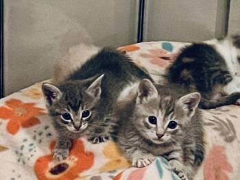 Mokey -  Domestic Short Hair Cat for Adoption in Alafaya, Florida - Mokey | PetCurious