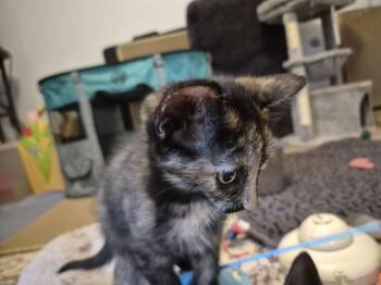 Domestic Short Hair Cats Available for Adoption - Lindsey Vonn | PetCurious
