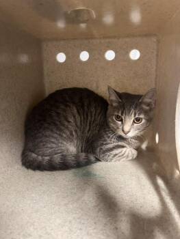 PIGEON -  Domestic Short Hair Cat for Adoption in Tallahassee, Florida - PIGEON | PetCurious