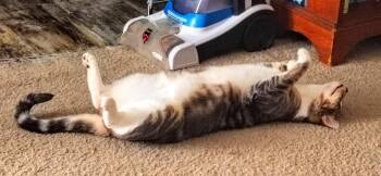 Rescue Domestic Short Hair Cats for Adoption in Villa Park, California - G-Tab | PetCurious