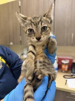 Tabitha -  Domestic Short Hair Cat for Adoption in Honolulu, Hawaii - Tabitha | PetCurious