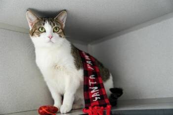 Domestic Short Hair Cats Available for Adoption - WILMA | PetCurious