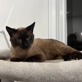 Carter -  Siamese Cat for Adoption in Puslinch, Ontario - Carter | PetCurious