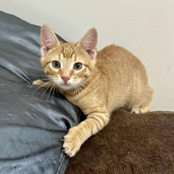 Danuk -  Domestic Short Hair Cat for Adoption in Richmond, Virginia - Danuk | PetCurious