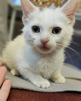 Squeak -  Domestic Short Hair Cat for Adoption in Chicago, Illinois - Squeak | PetCurious