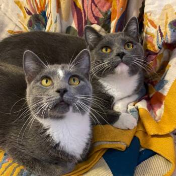 Domestic Short Hair Cats Available for Adoption in Shorewood, Illinois - Kilorn | PetCurious