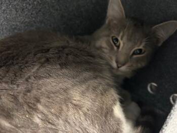 Domestic Short Hair Cats Available for Adoption in Tulsa, Oklahoma - ARGO | PetCurious