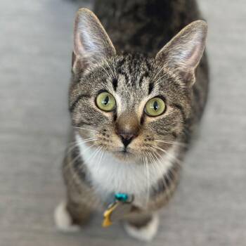 Domestic Short Hair Cats Available for Adoption - Enzo | PetCurious