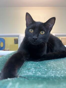 Rescue Domestic Short Hair Cats for Adoption in Neosho, Missouri - Lemon | PetCurious