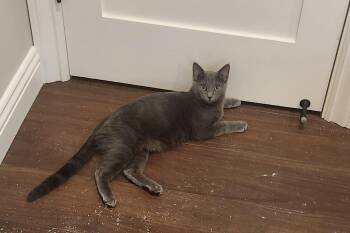 Merry -  Domestic Short Hair and Russian Blue Cat for Adoption in Morgan Hill, California - Merry | PetCurious