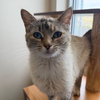 Lauren -  Domestic Short Hair Cat Available for Adoption in Cody, Wyoming - Lauren | PetCurious