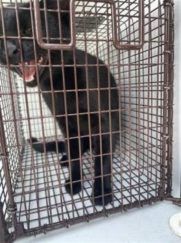 Rescue Domestic Short Hair Cats for Adoption in Houston, Texas - A643442 | PetCurious