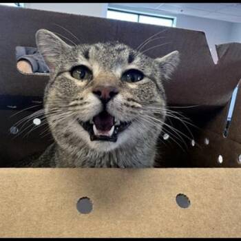 Domestic Short Hair Cats Available for Adoption in Fairfax, Virginia - Valley B | PetCurious