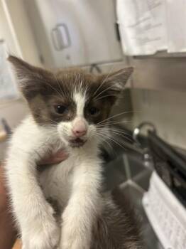 Domestic Short Hair Cats Available for Adoption in Martinez, California - SMORES | PetCurious