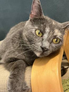 Esper -  Domestic Short Hair Cat for Adoption in New Britain, Connecticut - Esper | PetCurious