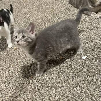 Domestic Short Hair Cats Available for Adoption in Granville, Ohio - Sender | PetCurious
