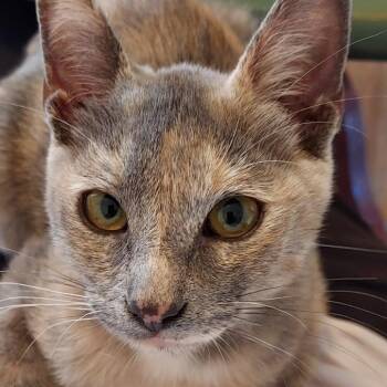 TINKY TANK (IN CALIFORNIA BONDED WITH FACUNDO) -  Tortoiseshell Cat for Adoption in New York, New York - TINKY TANK (IN CALIFORNIA BONDED WITH FACUNDO) | PetCurious