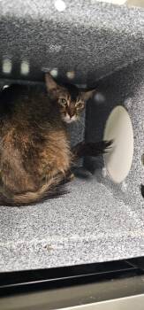 Cam -  Domestic Short Hair Cat for Adoption in Athens, Tennessee - Cam | PetCurious