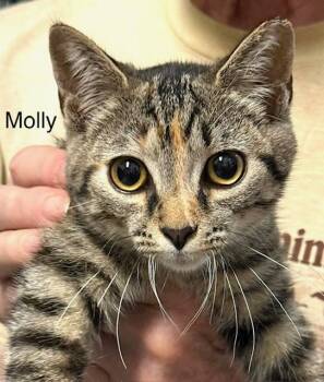 Molly -  Domestic Short Hair Cat for Adoption in Highland Beach, Maryland - Molly | PetCurious