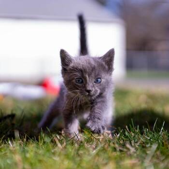 Domestic Short Hair Cats Available for Adoption in Spokane, Washington - Opal | PetCurious