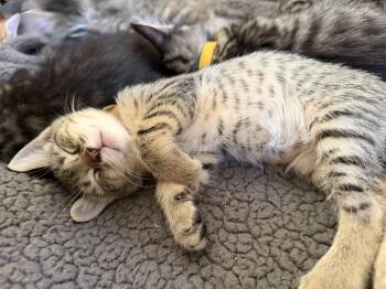 Rattlesnake -  Domestic Short Hair Cat for Adoption in Bryan, Texas - Rattlesnake | PetCurious