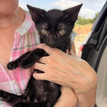 Loki -  Domestic Short Hair Cat for Adoption in Marshall, Texas - Loki | PetCurious