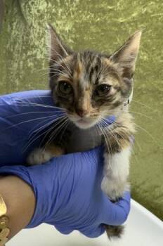 RAIN -  Domestic Short Hair Cat for Adoption in Riverside, California - RAIN | PetCurious