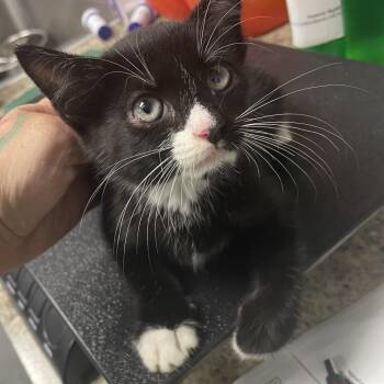 Nabisco -  Domestic Short Hair Cat for Adoption in Dickinson, Texas - Nabisco | PetCurious