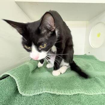 Kiila -  Domestic Short Hair Cat for Adoption in Philadelphia, Pennsylvania - Kiila | PetCurious