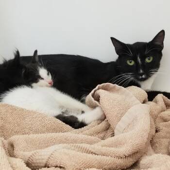 Disco -  Domestic Short Hair Cat for Adoption in Philadelphia, Pennsylvania - Disco | PetCurious