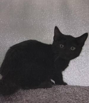 Yang -  Domestic Short Hair Cat for Adoption in Fort Madison, Iowa - Yang | PetCurious