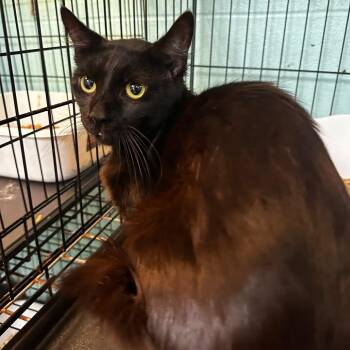 Groot -  Domestic Short Hair Cat for Adoption in Gadsden, Alabama - Groot | PetCurious